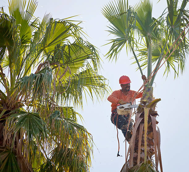 Best Local Tree Services  in Duryea, PA